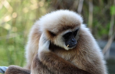 Monkey - Gibbon