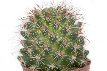 Thorny cactus plant isolated