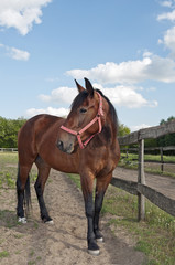Horse on the farm wide angel