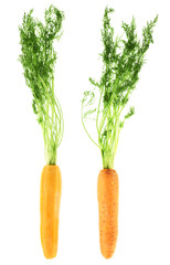 Carrots with the green top isolated
