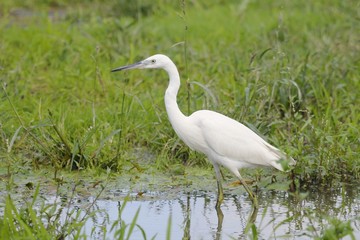 Little Egret (Egretta garzetta)
