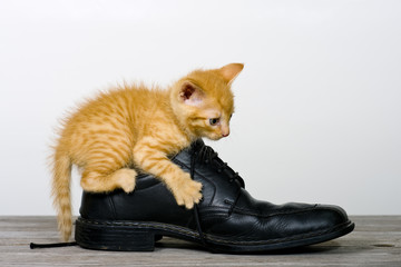 Katze erforscht einen Schuh