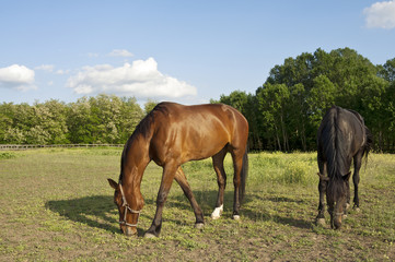 Two horses on the farm grazing