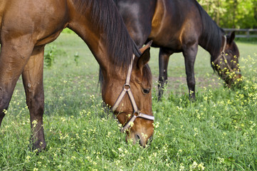 Fototapeta premium Two horses on the farm grazing close