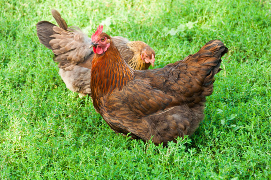 Chicken on a poultry yard