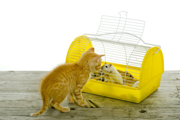Katze spielt mit einer Maus im Käfig
