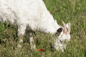 Obraz premium Goat on the meadow grazing