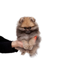 Obraz premium Pomeranian puppy at the age of 2 months on human hands isolated