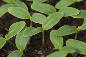 seedling on vegetable tray