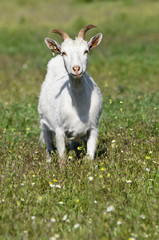 Funny goat on the meadow