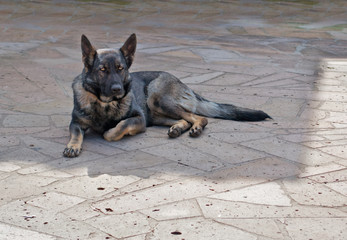 belgian shepherd