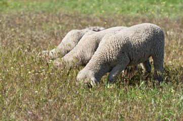 Funny three lambs