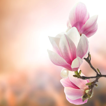 Fototapeta magnolia