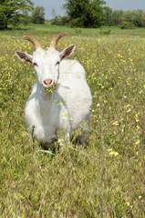 Fototapeta premium Funny white goat grazing on the meadow