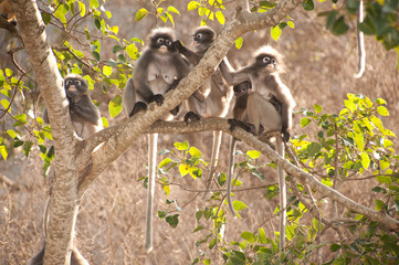 Monkey family  sitting on tree resting ( Presbytis obscura reid