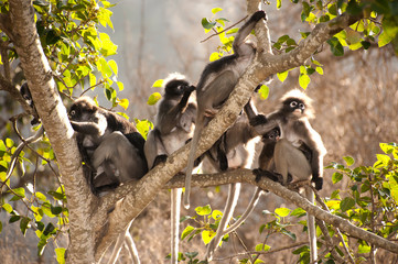 Monkey family  sitting on tree resting ( Presbytis obscura reid