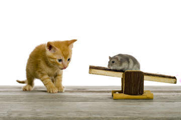 Zwei Freunde, eine kleine Katze spielt mit einer Maus