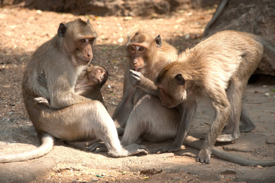 Monkey family sitting on ground ( Macaca Fascicularis ).