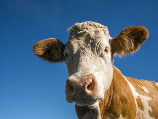 Kuh mit blauem Himmel