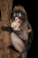 Monkey mother and son ( Presbytis obscura reid ).