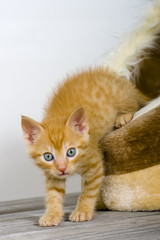 Obraz premium Körbchen