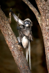 Portrait monkey on tree ( Presbytis obscura reid ).