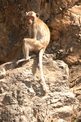 Monkey siting on rock ( Macaca Fascicularis ).