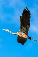 Bird Grey Heron Ardea cinerea