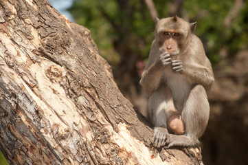Monkey siting on tree ( Macaca Fascicularis ).