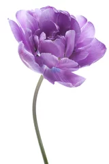 Papier Peint Lavable Fleurs tulipe
