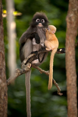 Mother and son monkeys ( Presbytis obscura reid ).