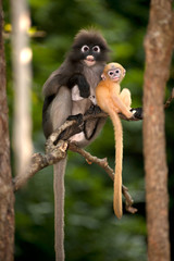 Naklejka premium Mother and son monkeys are mischievous ( Presbytis obscura reid