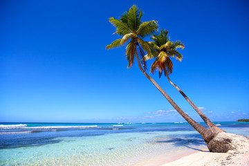 Tropical sand beach and palm trees