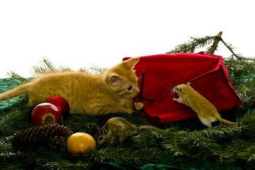 Katze bekommt eine Maus als Geschenk