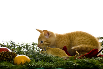 Katze bekommt eine Maus als Geschenk