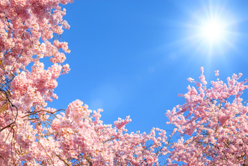 Blühende Äste vor blauem Himmel © Smileus