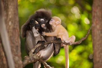 Mother and son monkeys ( Presbytis obscura reid).
