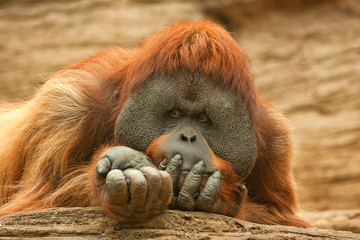 Orangutan (Pongo pygmaeus) © Yakov