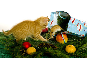 Katze bekommt eine Maus als Geschenk