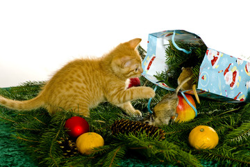 Katze bekommt eine Maus als Geschenk