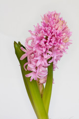 Jacinthes fleuries sur fond blanc