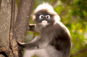 Portrait monkey on tree ( Presbytis obscura reid ) .