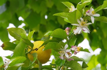 Zitrone am Baum - lemon on tree 10