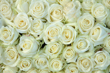 Fototapeta na wymiar Group of white roses, wedding decorations