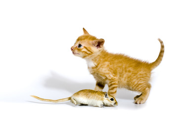 Babykatze spielt mit einer Maus