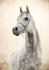 portrait of gray beautiful arabian stallion at art background