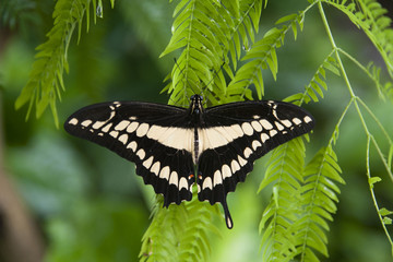 Fototapeta premium Black and white butterfly in its natural environment.