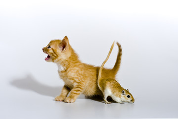 Babykatze spielt mit einer Maus