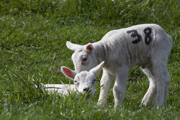 Obraz premium Newborn young lambs in spring