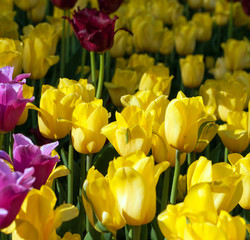 tulips growing in garden